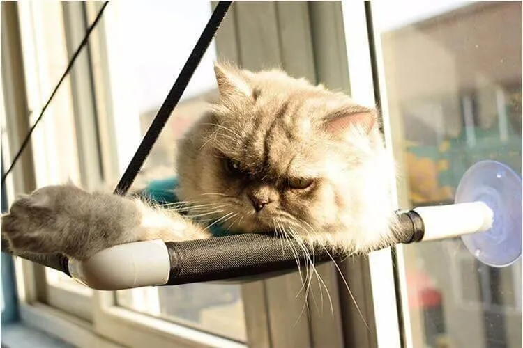Cat Hammock - Comfortable Hanging Pet Bed