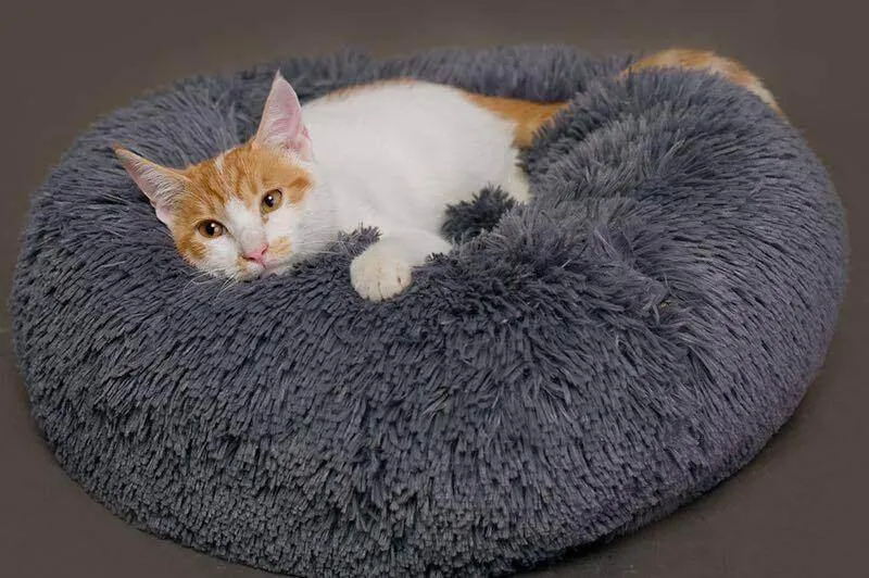Pet Lounge Bean Bag Bed - Soft Comfortable Pet Furniture